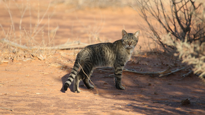 Feral Cat
