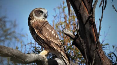 Southern Boobook (owl) at Nardoo Hills.