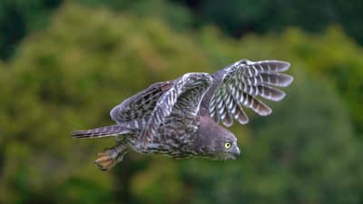 Owl in flight.
