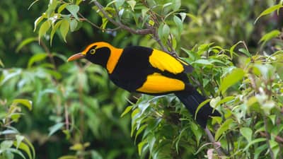 Regent Bowerbird.