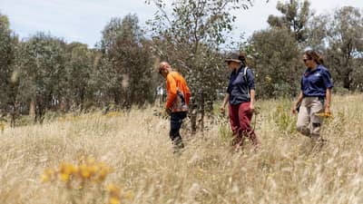 Cultural burn assessment at Tarcutta.
