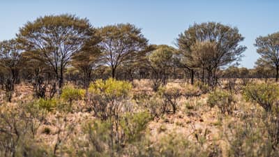 Mulga woodland, Nil Desperandum Reserve, Budjiti Country, NSW.