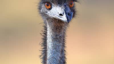 Emu.