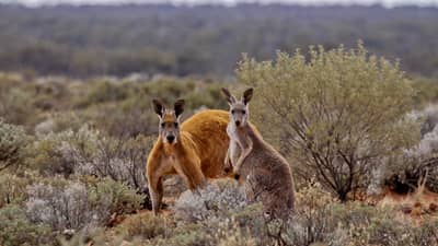 Red Kangaroos, male and female at Bon Bon Reserve. Photo by Kate Taylor.