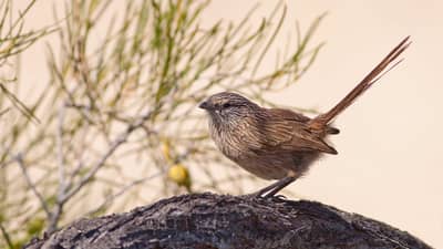 Western Grasswren.