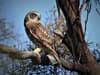 Southern Boobook (owl) at Nardoo Hills.