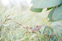 Honey Possum. Photo Kieran MacFarlane.