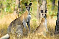 Two Eastern grey kangaroos.