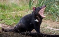 Tasmanian Devil.