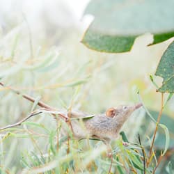 Honey Possum. Photo Kieran MacFarlane.