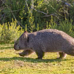 Running wombat. Photo Steve Parish.