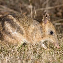 Eastern Barred Bandicoot.