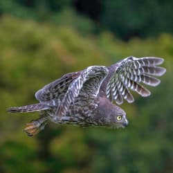 Owl in flight.
