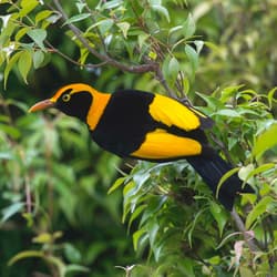 Regent Bowerbird.
