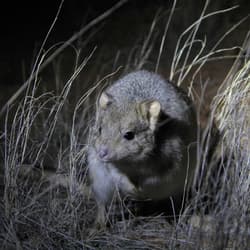 Burrowing Bettong.