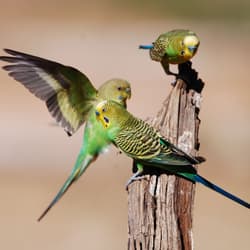 Budgerigars.