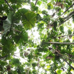Canopy of Fan Palms.