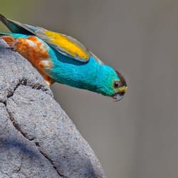 Golden Shouldered Parrot.