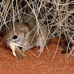 A Brush-tailed mulgara with an insect in its mouth.