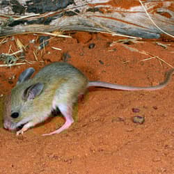Spinifex Hopping Mouse.