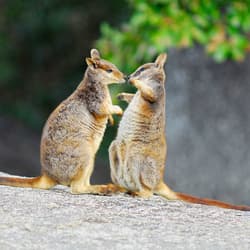 Two Mareeba Rock Wallabies interacting.