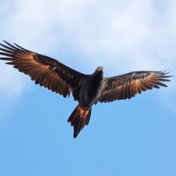 Wedge-tailed Eagle in flight. By Sandy Horne