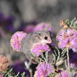 Pygmy Possum in purple flowers.