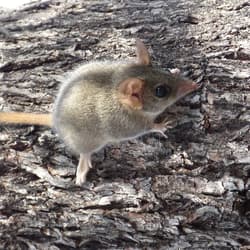 Red-tailed Phascogale at Kojonup Reserve.