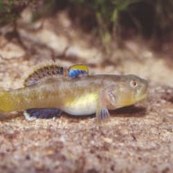 The Edgbaston Goby. Photo Gunther Schmida.