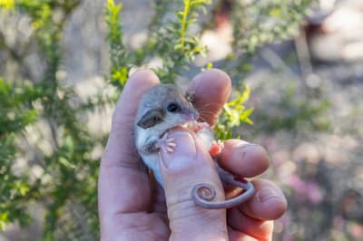 Pygmy Possum in hand on Monjebup WA. Photo Nic Duncan