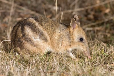 Eastern Barred Bandicoot.