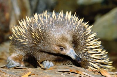 Short-beaked Echidna.