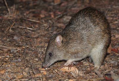 Northern Brown Bandicoot.