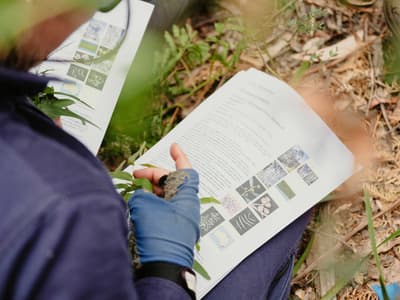 Identifying plants at Burrin Burrin Reserve, NSW.