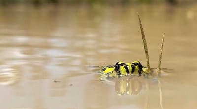 Partially submerged Crucifix Frog at Naree. Photo Bridget Roberts.