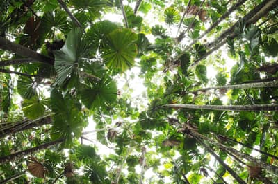 Canopy of Fan Palms.
