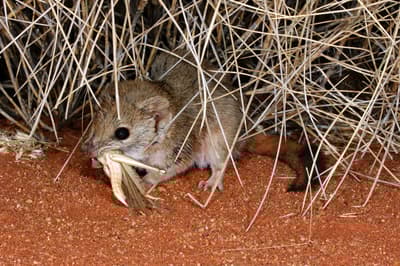 A Brush-tailed mulgara with an insect in its mouth.