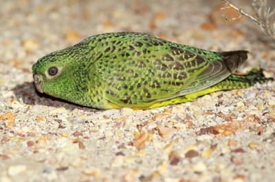 Close up of a Night Parrot on the ground.