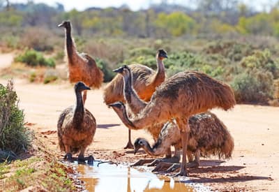 Emus drink from a puddle at Boolcoomatta.