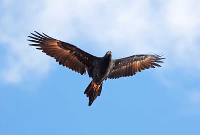 Wedge-tailed Eagle in flight. By Sandy Horne
