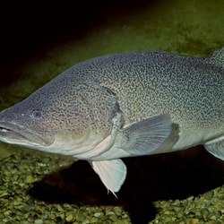 RS32583 Murray Cod 2000px