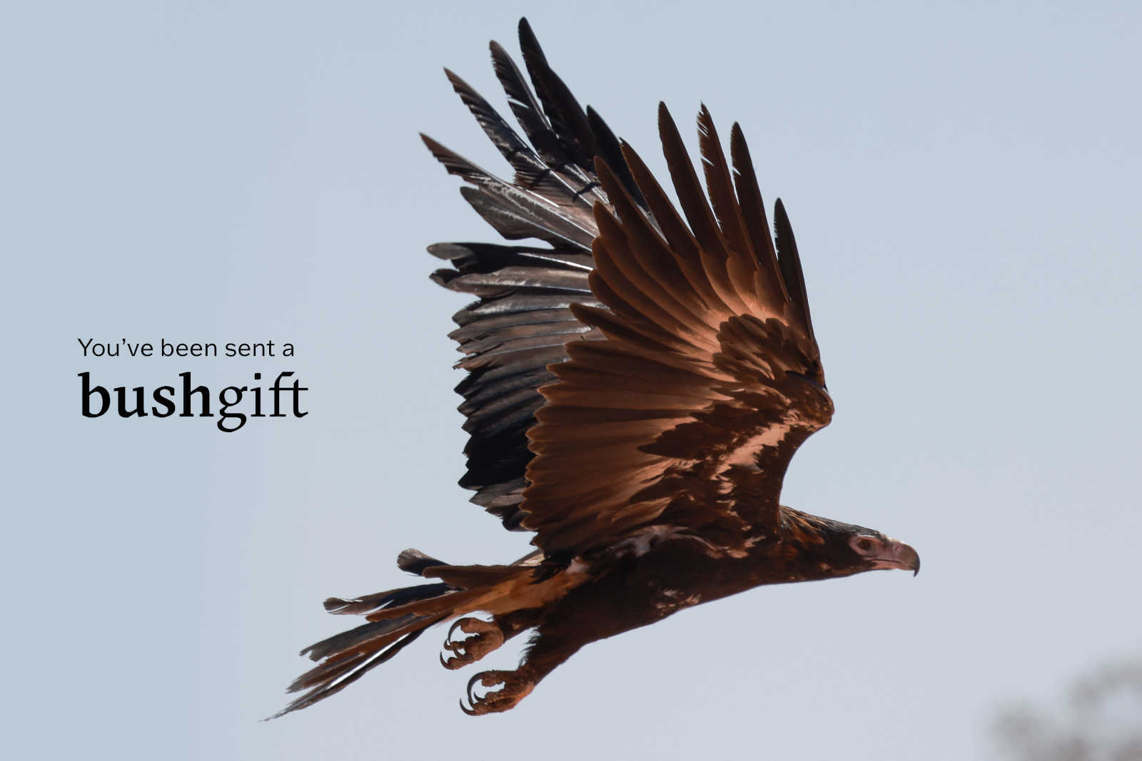 Wedge-tailed Eagle Bushgift card